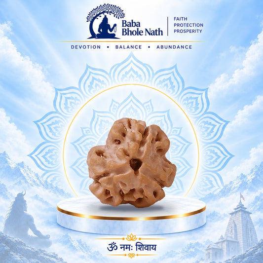 3 Mukhi Rudraksha Original Loose Bead (Nepali)
