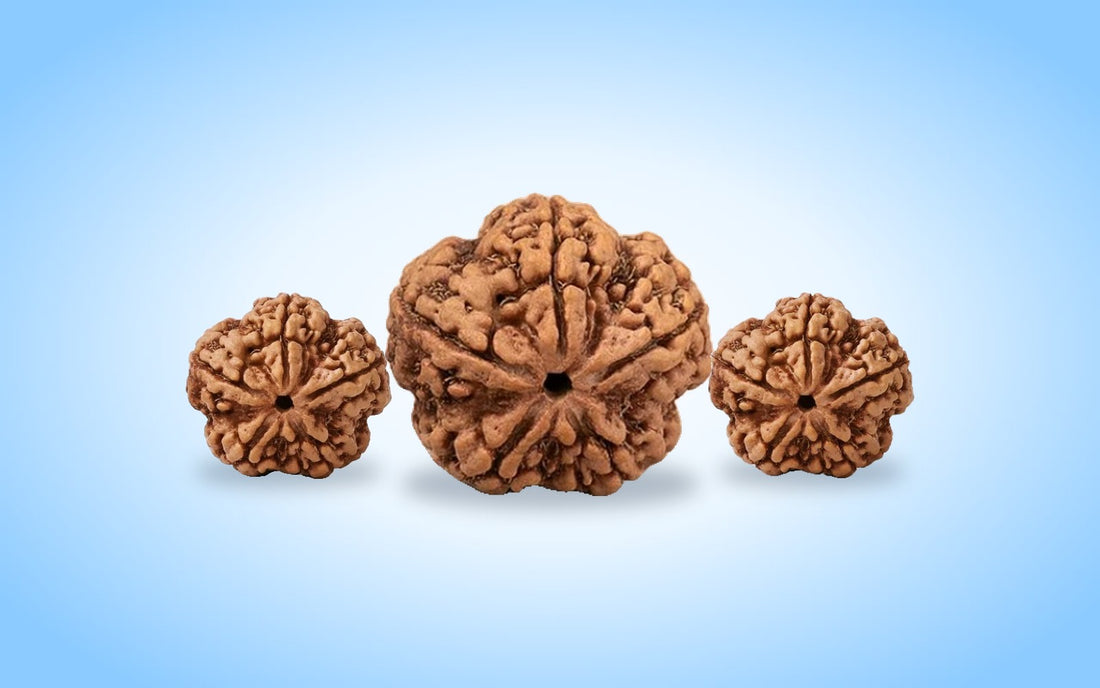 Three 5 mukhi Nepali rudraksha beads on a soft blue aura background