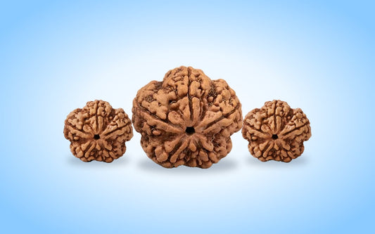 Three 5 mukhi Nepali rudraksha beads on a soft blue aura background