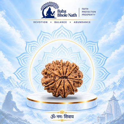 10 Mukhi Rudraksha Original Loose Bead (Nepali)