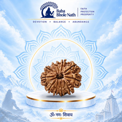 11 Mukhi Rudraksha Original Loose Bead (Nepali)