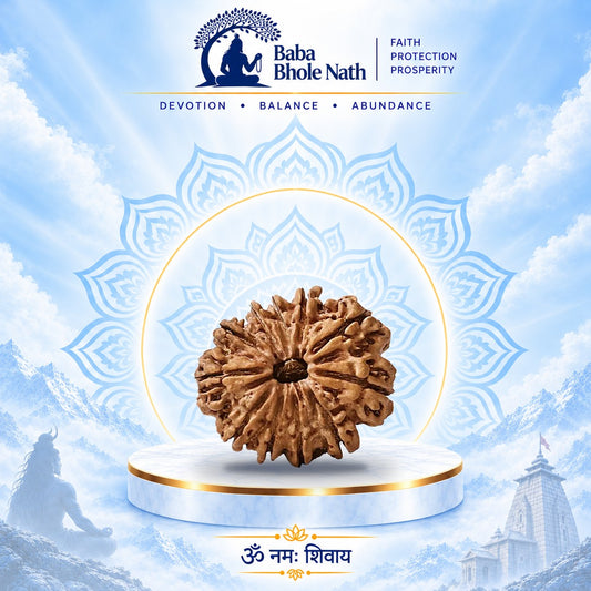 11 Mukhi Rudraksha Original Loose Bead (Nepali)