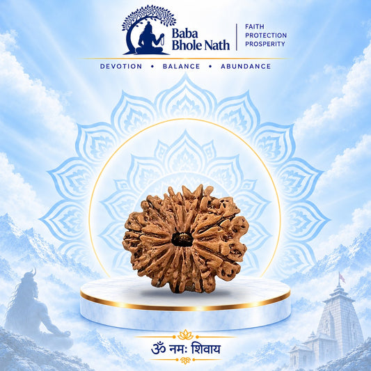 11 Mukhi Rudraksha Original Loose Bead (Nepali)