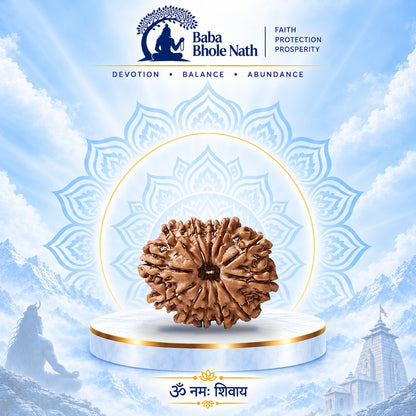 12 Mukhi Rudraksha Original Loose Bead (Nepali)