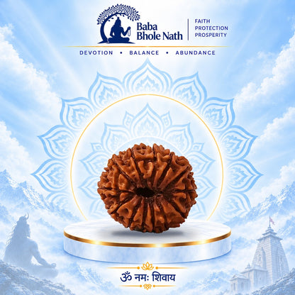 13 Mukhi Rudraksha Original Loose Bead (Nepali)