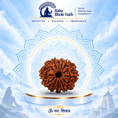 13 Mukhi Rudraksha Original Loose Bead (Nepali)