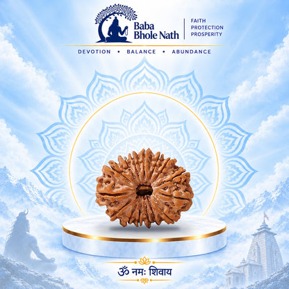 15 Mukhi Rudraksha Original Loose Bead (Nepali)