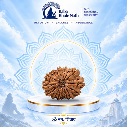 16 Mukhi Rudraksha Original Loose Bead (Nepali)