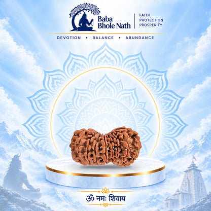 19 Mukhi Rudraksha Original Loose Bead (Nepali)