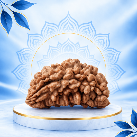 1 Mukhi Rudraksha Original Loose Bead (Nepali)