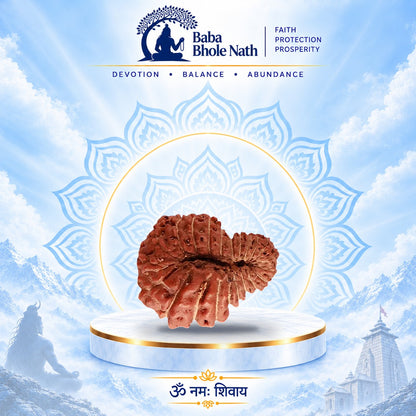 22 Mukhi Rudraksha Original Loose Bead (Indonesian)