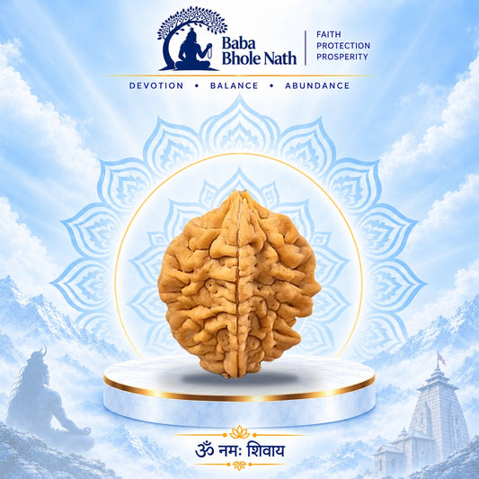 2 Mukhi Rudraksha Original Loose Bead (Nepali)