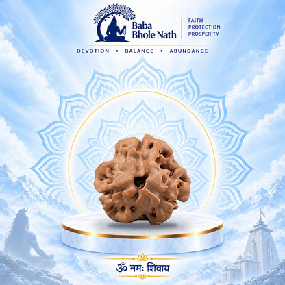 3 Mukhi Rudraksha Original Loose Bead (Nepali)