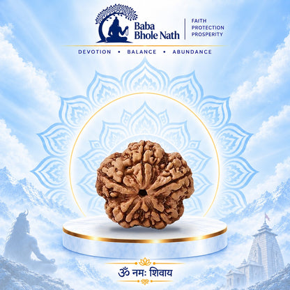 5 Mukhi Rudraksha Original Loose Bead (Nepali)