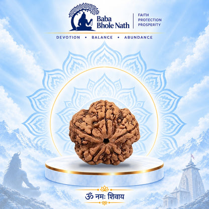 5 Mukhi Rudraksha Original Loose Bead (Nepali)