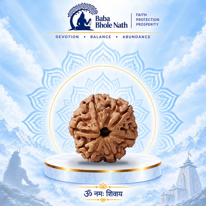 6 Mukhi Rudraksha Original Loose Bead (Nepali)