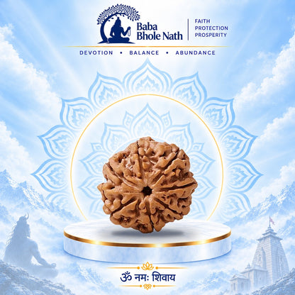7 Mukhi Rudraksha Original Loose Bead (Nepali)