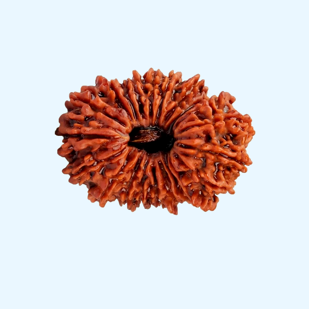 21 Mukhi Rudraksha Original Loose Bead (Nepali)