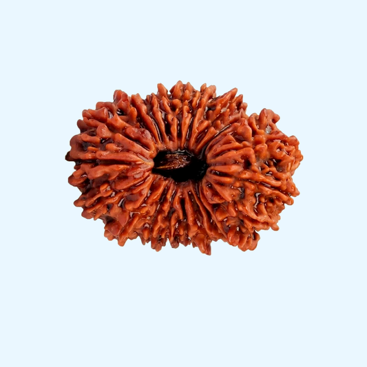 21 Mukhi Rudraksha Original Loose Bead (Nepali)